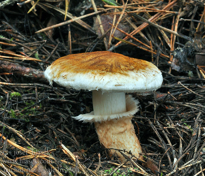 Tricholoma focale Čirůvka límcová