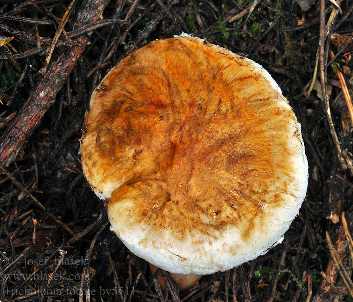 Tricholoma focale Halsbandritterling