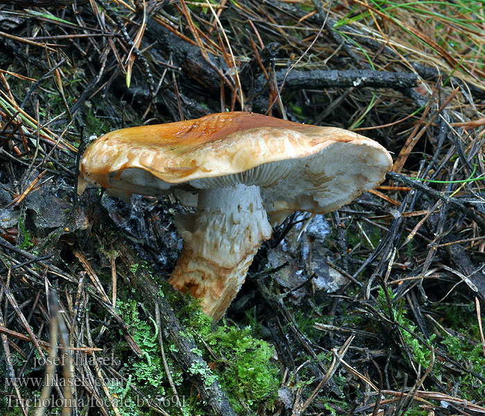 Tricholoma focale Halsdoekridderzwam