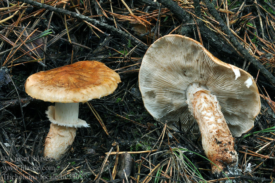 Tricholoma focale Gąska ognista