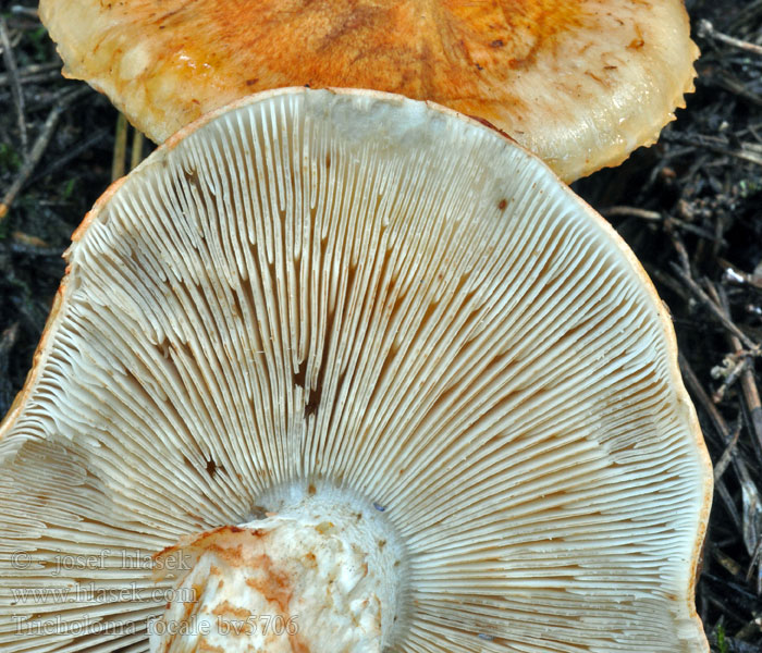 Tricholoma focale Čírovka prsteňová