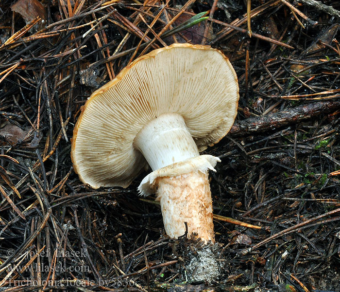 Tricholoma focale Halsbånd-ridderhat