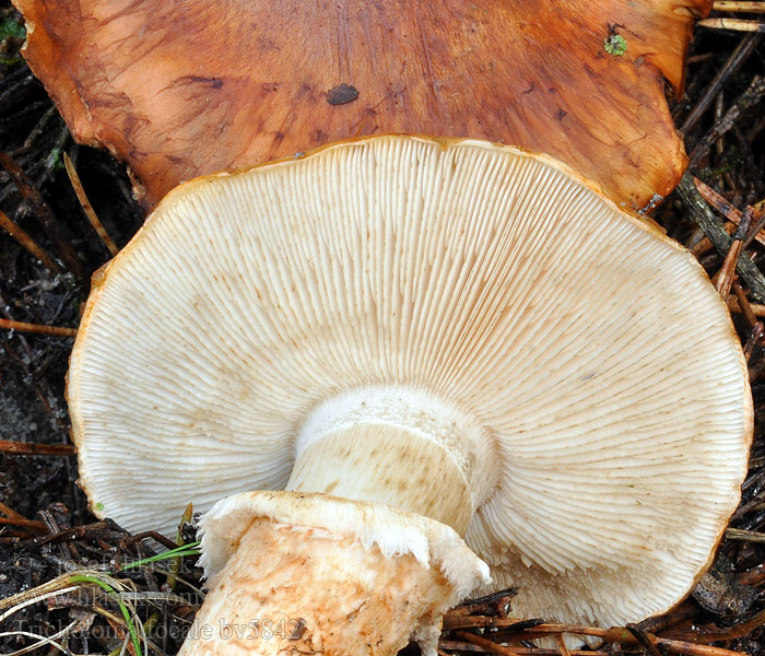 Tricholoma focale Kråsmusseron