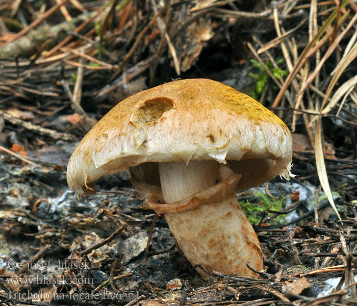 Tricholoma focale Kaulusvalmuskaa