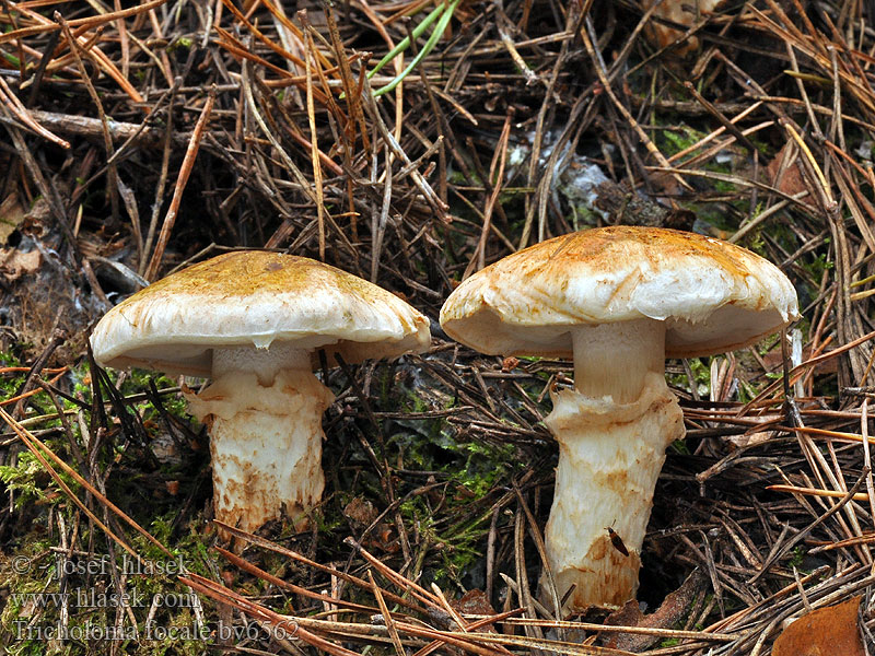 Tricholoma focale Tricholome foulard