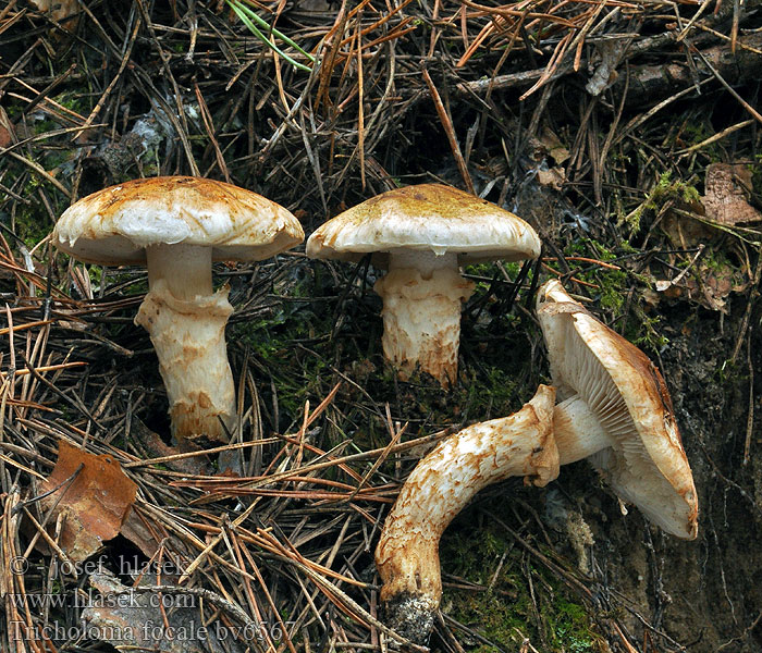 Tricholoma focale Teglrød kragemusserong