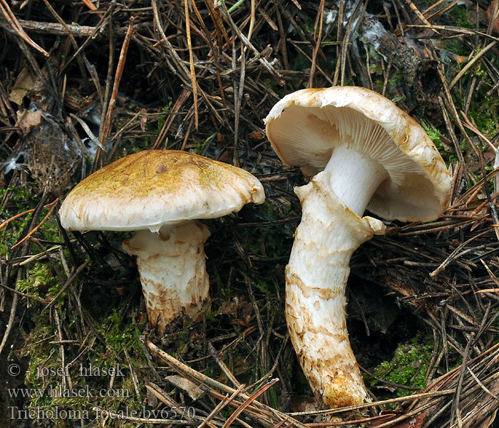 Tricholoma focale Рядовка опёнковидная