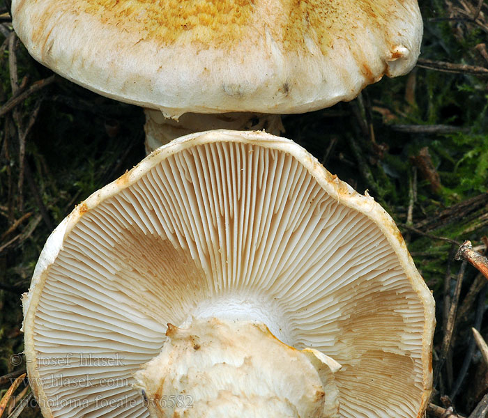 Čirůvka límcová Tricholoma focale