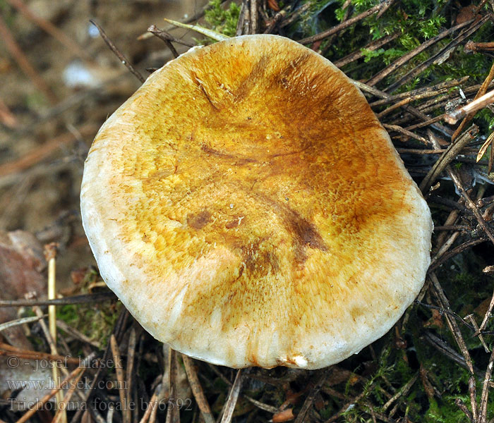 Halsbandritterling Halsdoekridderzwam Tricholoma focale