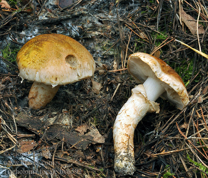 Gąska ognista Tricholoma focale