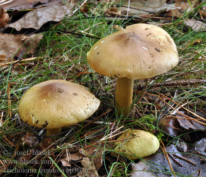 Tricholoma frondosae flavovirens Pappel Grünling