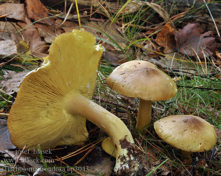 Tricholoma frondosae Gąska zielonka Čírovka osiková