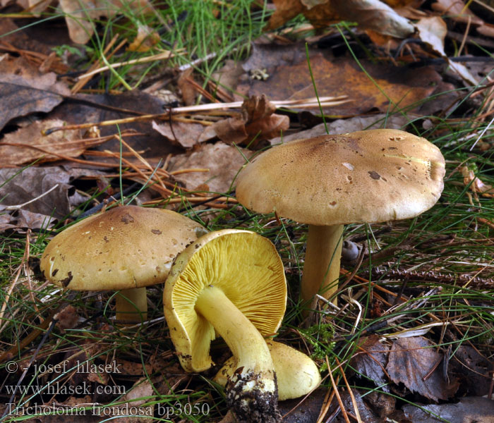 Tricholoma frondosae Aspriddarmusseron Зеленушка тополевая