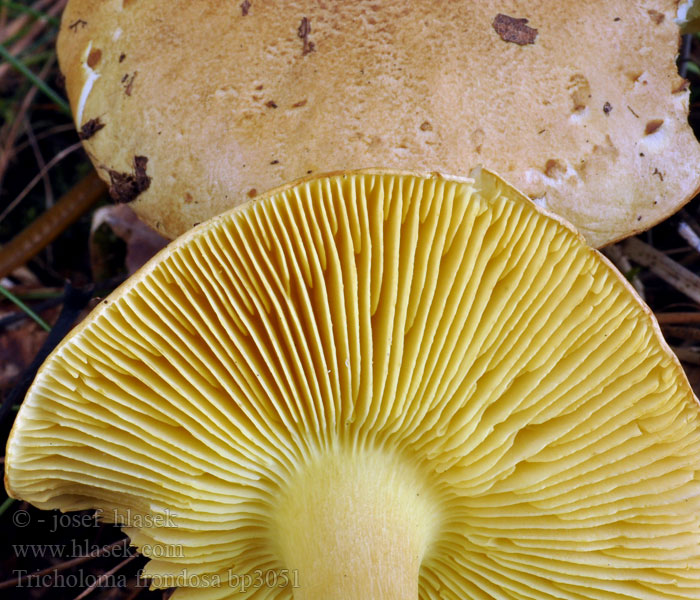 Tricholoma frondosae flavovirens Čirůvka osiková