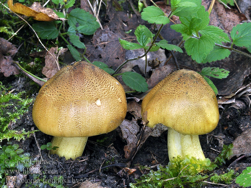 Tricholoma frondosae flavovirens Pappel Grünling