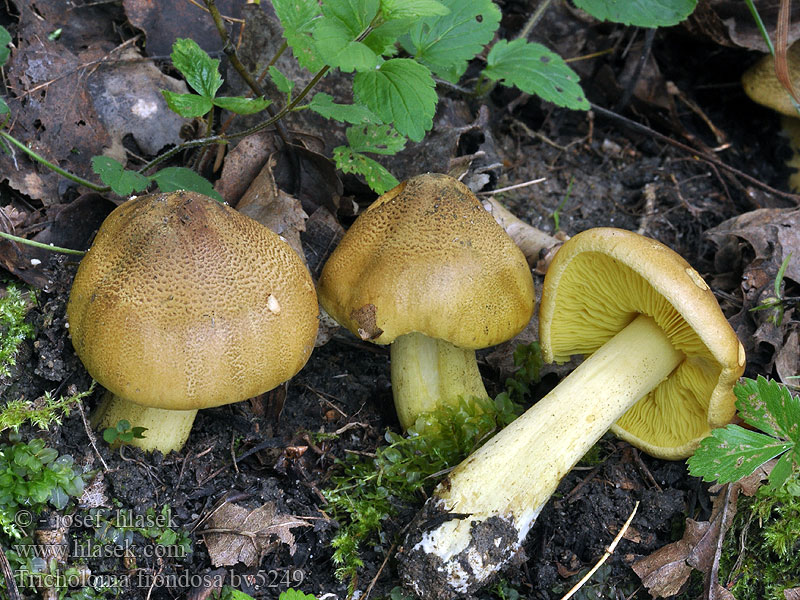 Tricholoma frondosae Čirůvka osiková