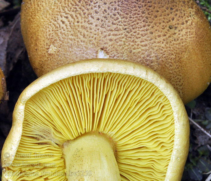 Tricholoma frondosae Čírovka osiková