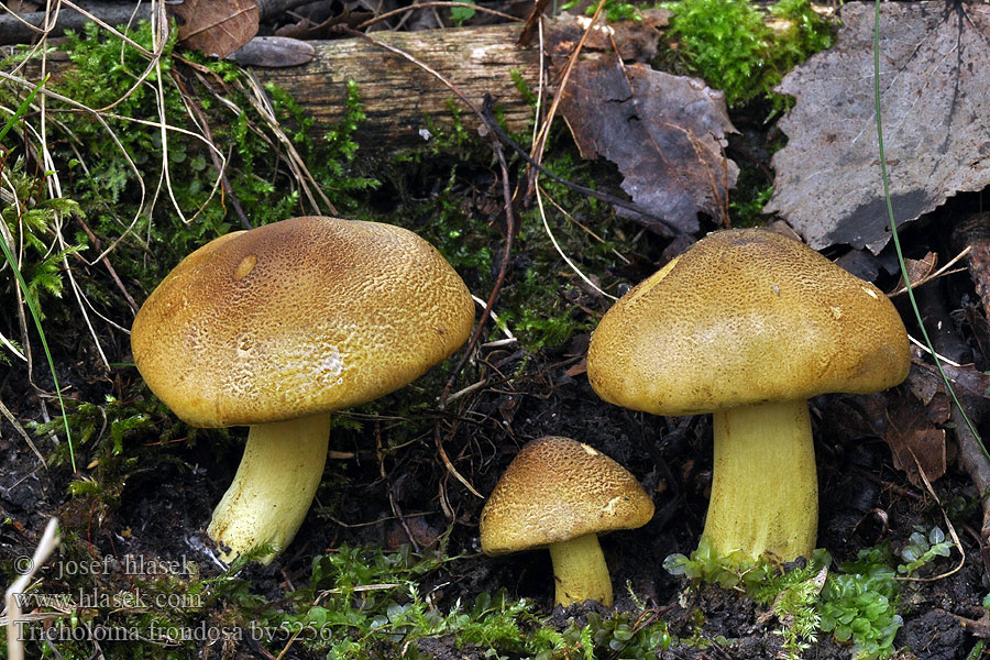 Tricholoma frondosae Aspriddarmusseron