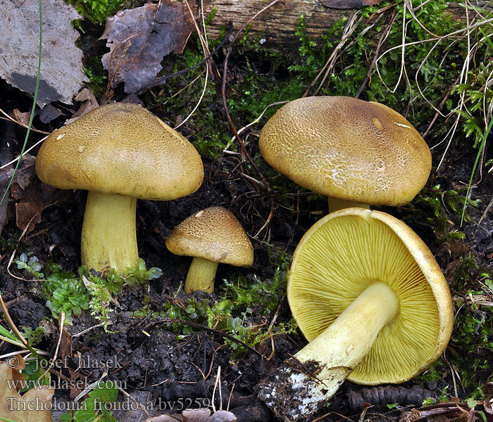 Tricholoma frondosae Зеленушка тополевая