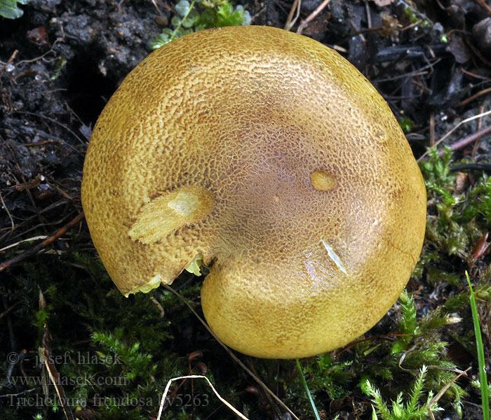 Čirůvka osiková Tricholoma frondosae