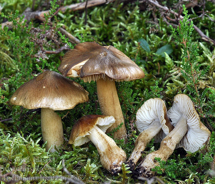 Tricholoma fucatum Čirůvka peřestá Savuvalmuska Tricholome couleur verte Olivbrauner Ritterling Dunkelolivbrauner Røykmusserong Gąska cętkowana Čírovka pestrá Savuvalmuska Rökmusseron