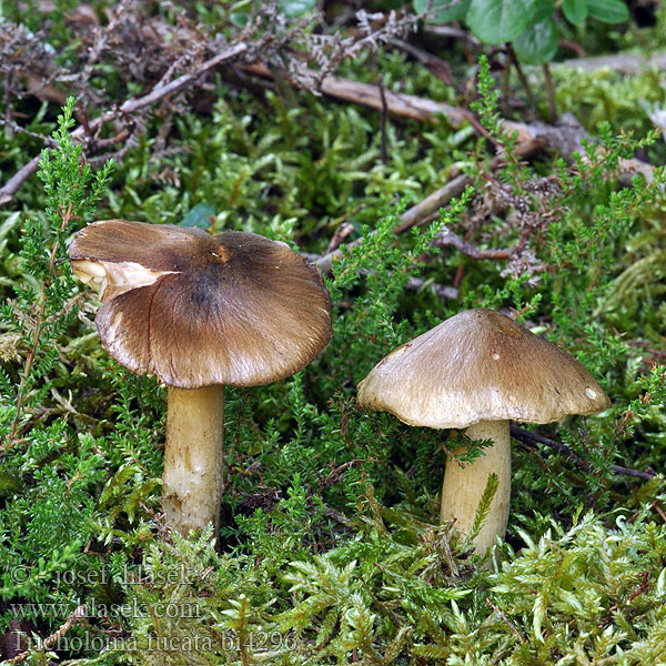 Tricholome couleur verte Olivbrauner Ritterling Dunkelolivbrauner Røykmusserong Gąska cętkowana Čírovka pestrá Savuvalmuska Rökmusseron Tricholoma fucatum Čirůvka peřestá Savuvalmuska