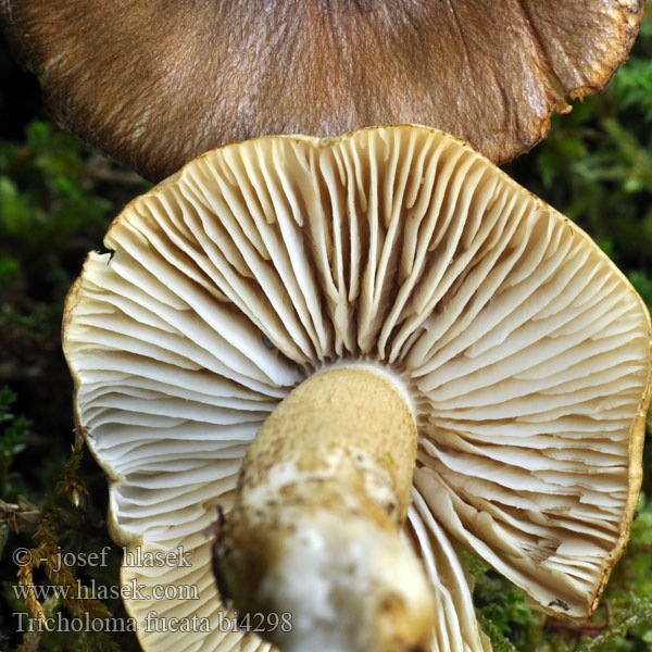 Røykmusserong Gąska cętkowana Čírovka pestrá Savuvalmuska Rökmusseron Tricholoma fucatum Čirůvka peřestá Savuvalmuska Tricholome couleur verte Olivbrauner Ritterling Dunkelolivbrauner