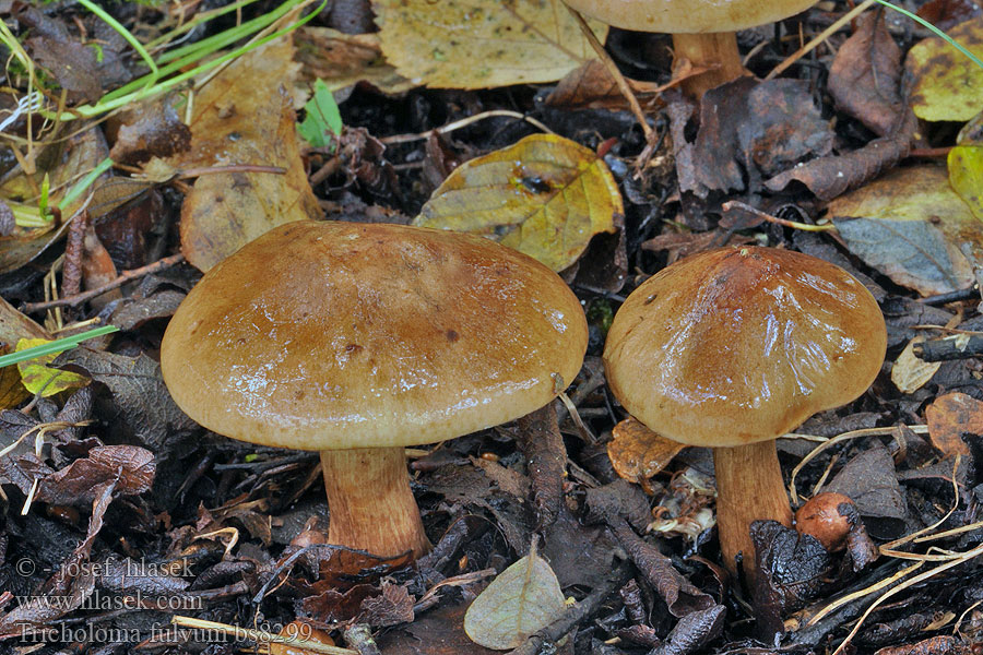 Tricholoma fulvum Čirůvka žlutohnědá Gelbblättrige Ritterling