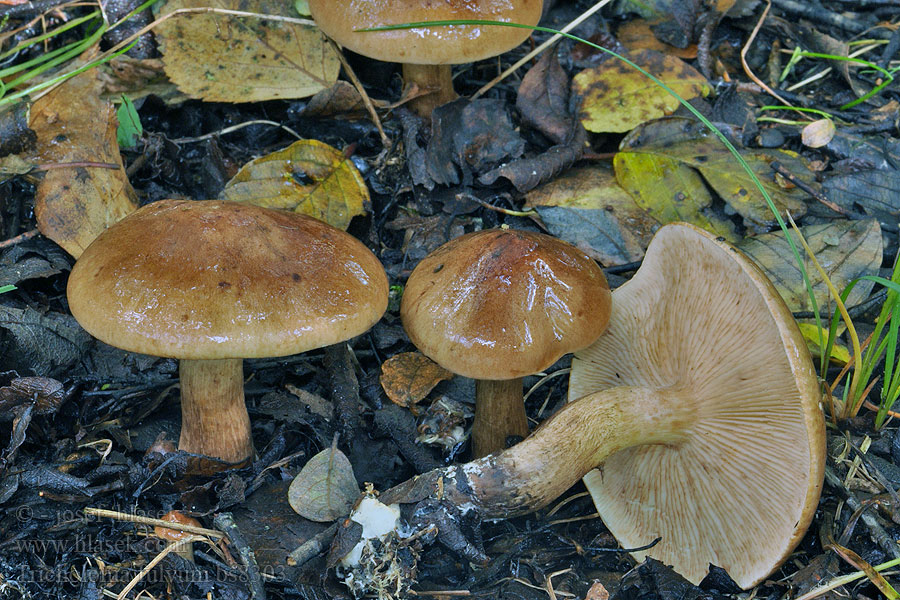 Tricholoma_fulvum_bs8303