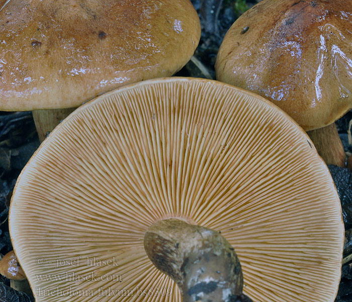 Tricholoma_fulvum_bs8309