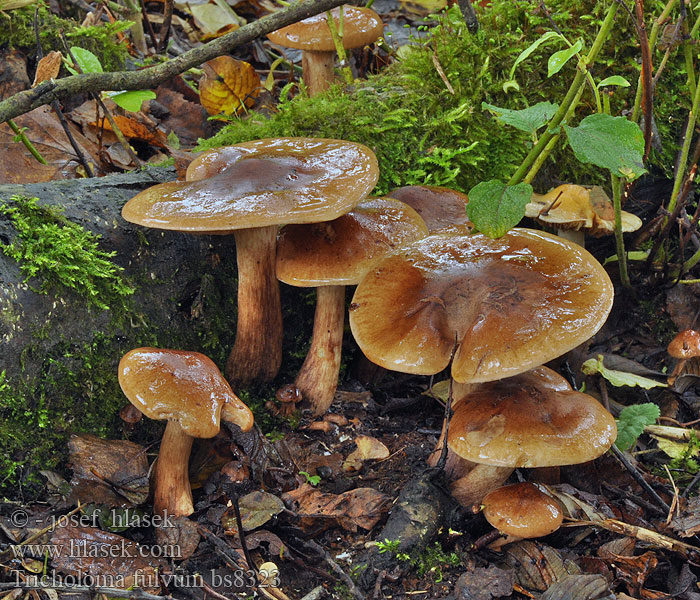 Tricholoma_fulvum_bs8323