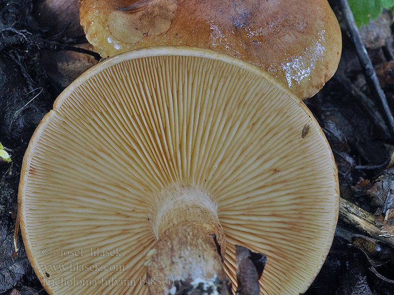 Tricholoma fulvum Čirůvka žlutohnědá