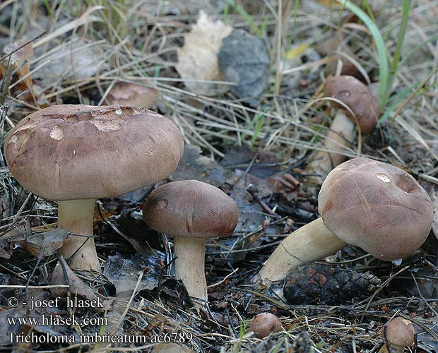 Tricholoma imbricatum Čirůvka střechovitá Gąska dachówkowata