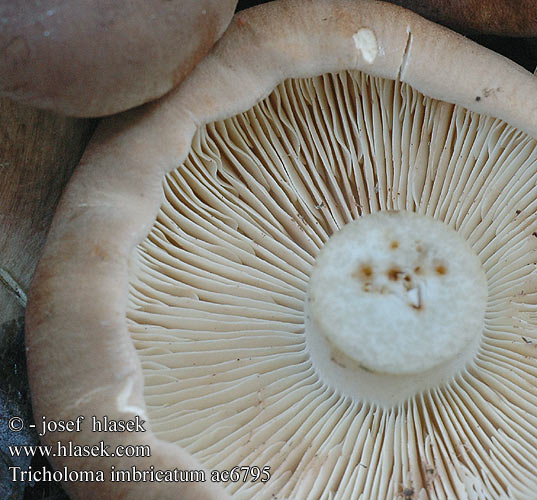 Tricholoma imbricatum Tricholome imbriqué Čerpėtasis baltikas