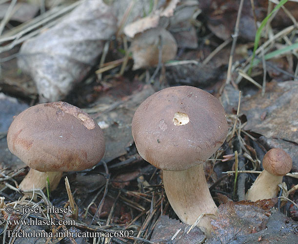 Tricholoma imbricatum Skællet ridderhat Suomuvalmuska