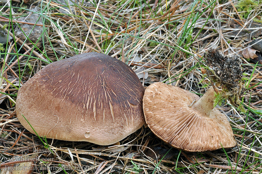 Tricholoma imbricatum Aprópikkelyű pereszke Finskjellet musserong