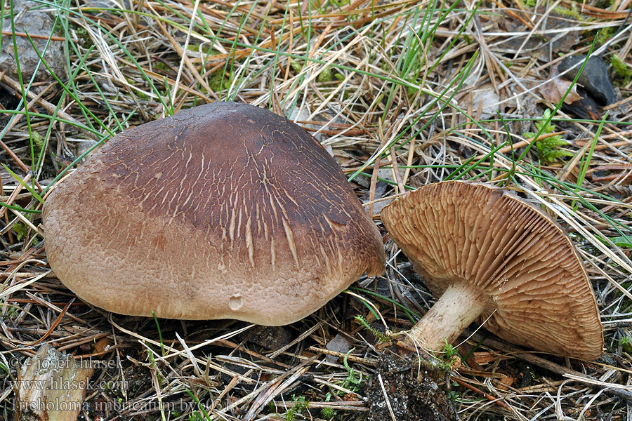 Tricholoma imbricatum Рядовка чешуйчатая Mekinasta kolobarnica