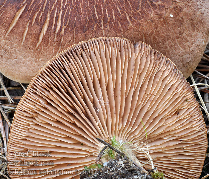 Tricholoma imbricatum Čirůvka střechovitá Fjällmusseron