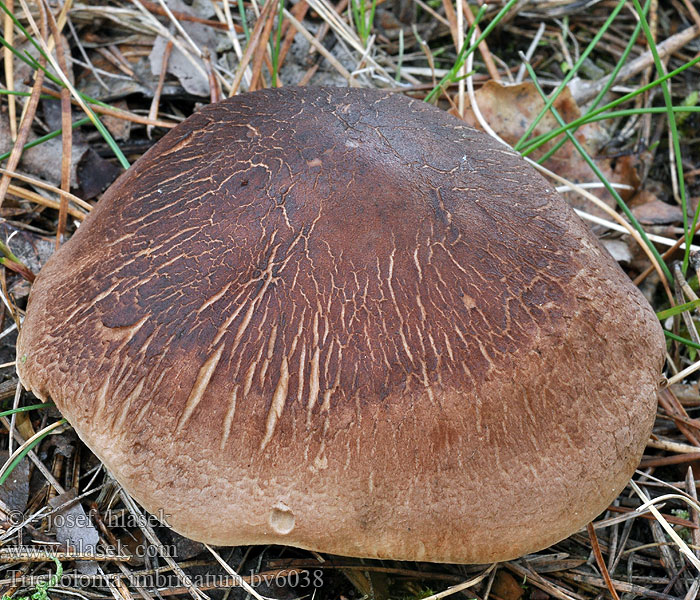 Tricholoma imbricatum Feinschuppige Ritterling