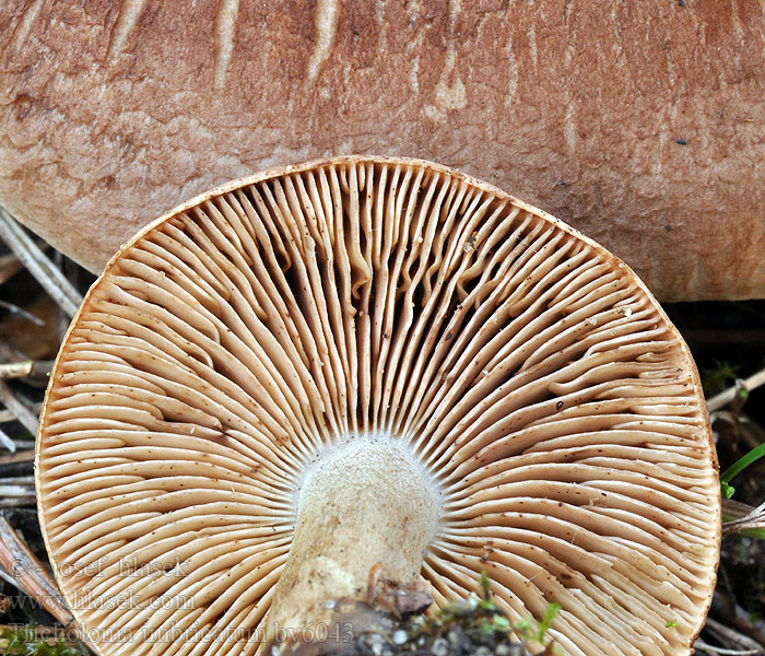 Tricholoma imbricatum Fijnschubbige ridderzwam Gąska dachówkowata Čírovka šupinkatá