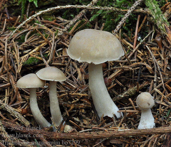 Tricholoma inamoenum Čirůvka nevonná Lästiger Ritterling