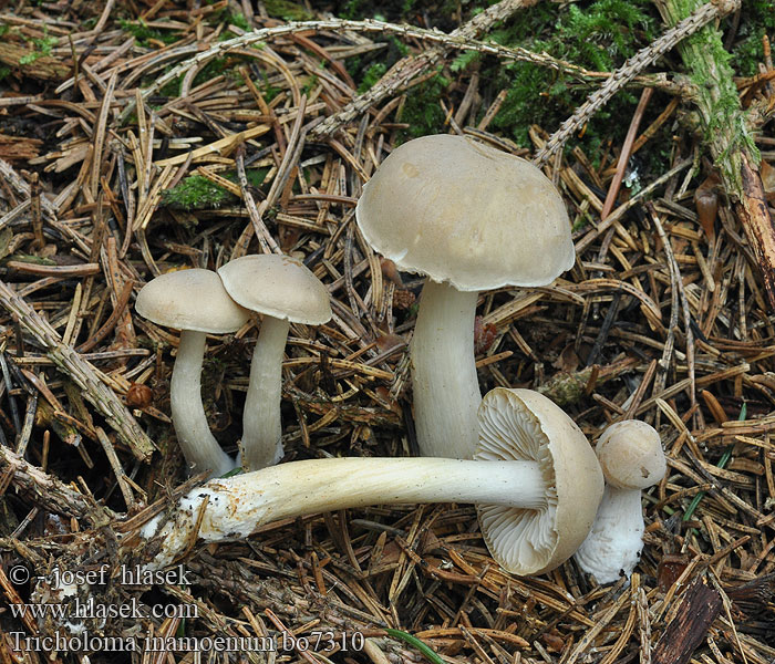 Tricholoma inamoenum Stinkende ridderzwam Gąska nieprzyjemna