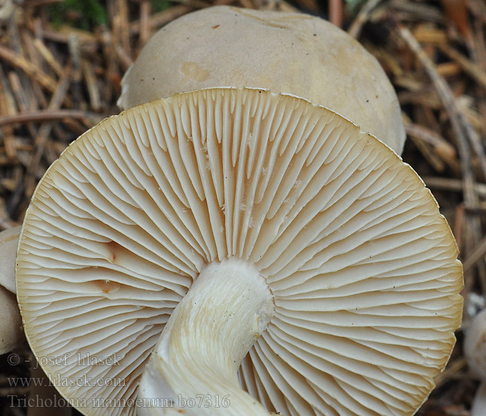 Tricholoma inamoenum Čírovka páchnúca Højstokket ridderhat