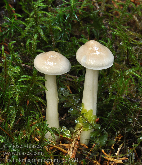 Tricholoma inamoenum Luktmusseron Löyhkävalmuska