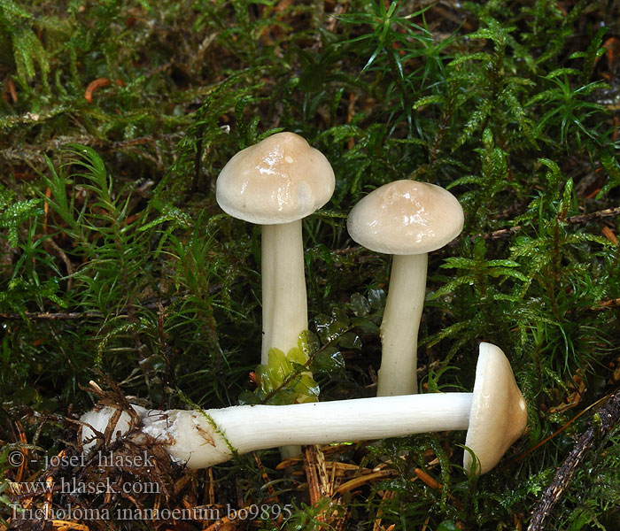 Tricholoma inamoenum Stankmusserong Рядовка вонючая