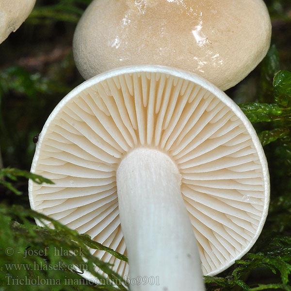 Tricholoma inamoenum Čirůvka nevonná