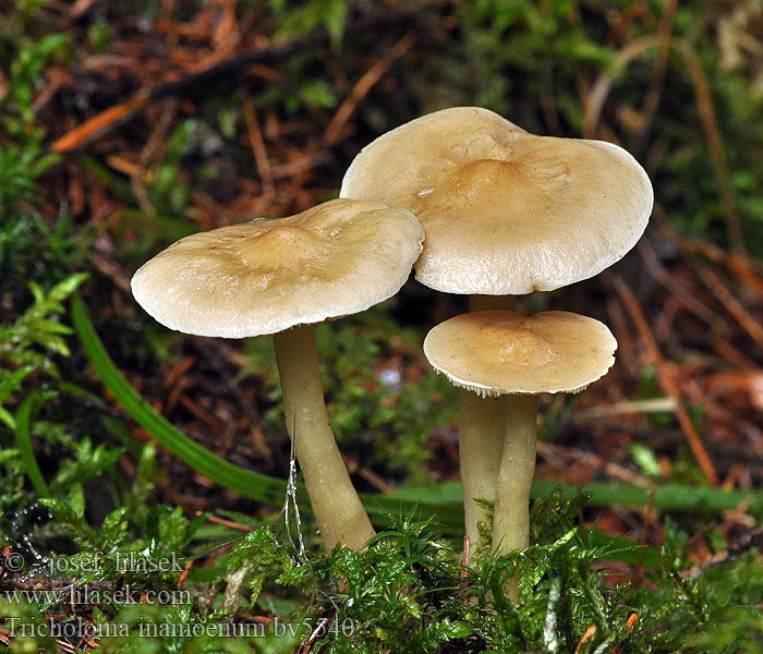 Tricholoma inamoenum Lästiger Ritterling