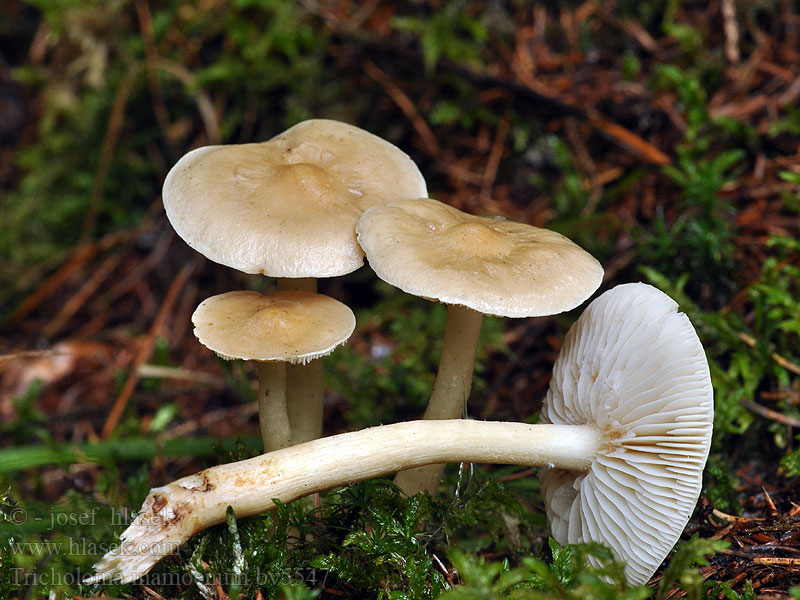 Tricholoma inamoenum Stinkende ridderzwam