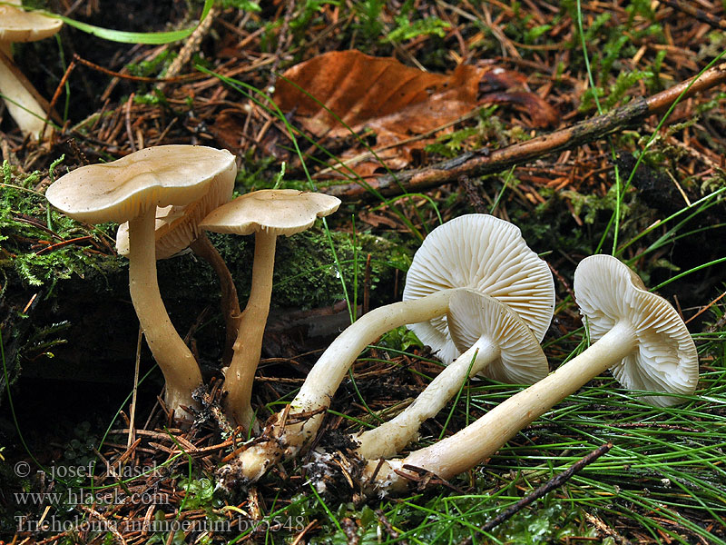 Tricholoma inamoenum Gąska nieprzyjemna