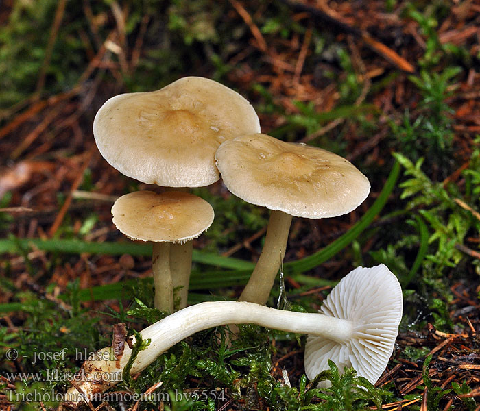 Tricholoma inamoenum Čírovka páchnúca